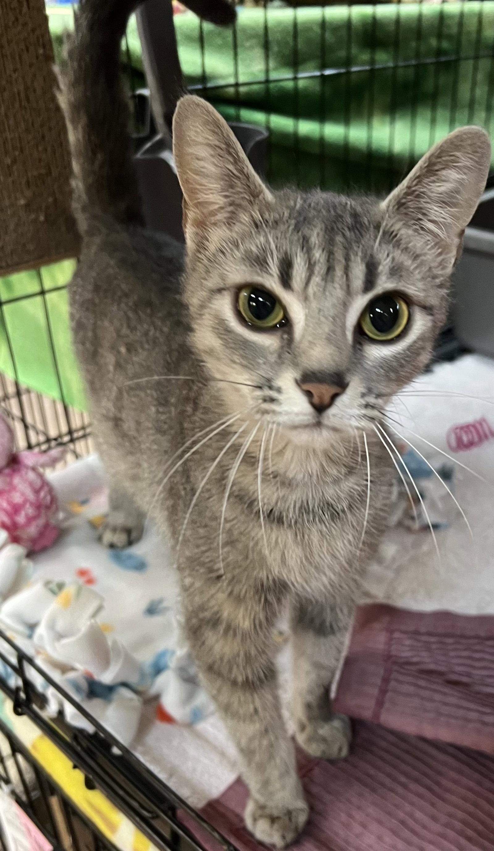 Wilma, Adoptable, Young Female Domestic Short Hair.