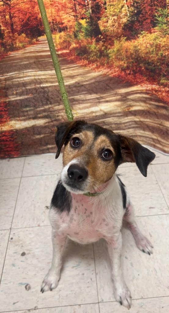 Beans, Adoptable, Adult Male Jack Russell Terrier.
