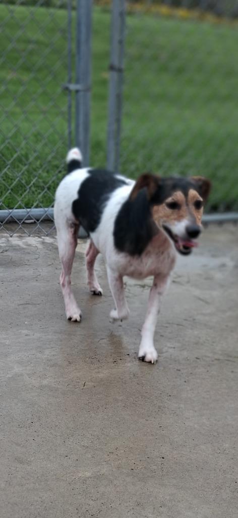 Enlarge Beans, a Adoptable Jack Russell Terrier in New Manchester, WV image 2/5