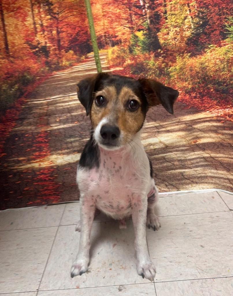 Enlarge Beans, a Adoptable Jack Russell Terrier in New Manchester, WV image 3/5