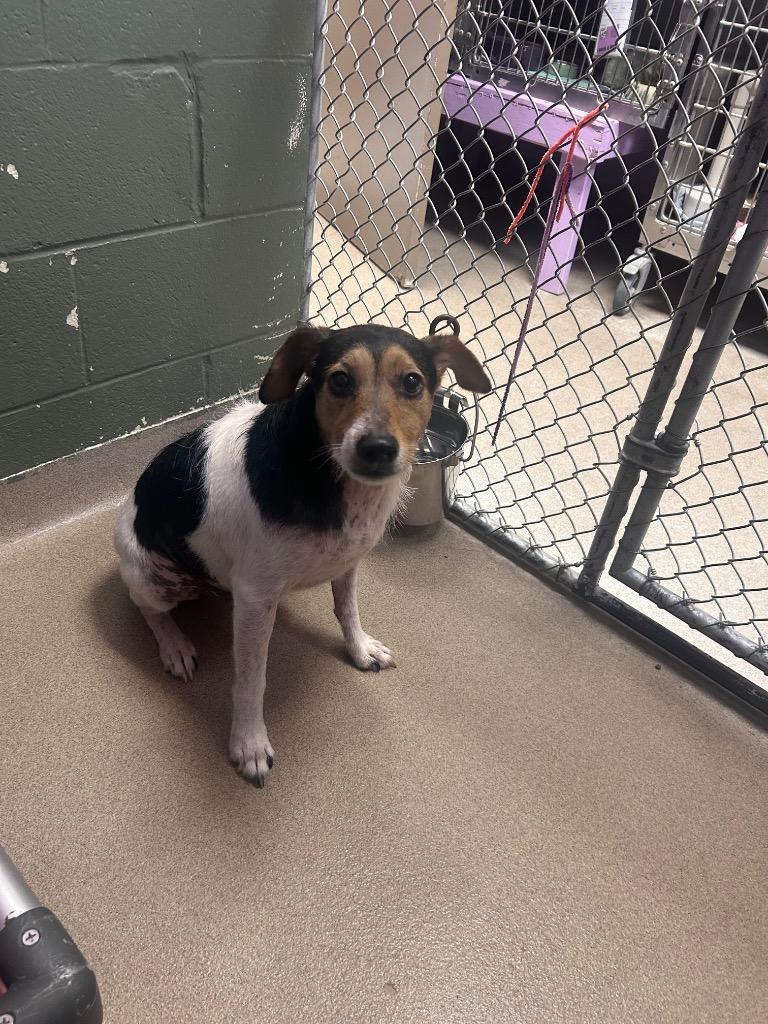Enlarge Beans, a Adoptable Jack Russell Terrier in New Manchester, WV image 4/5
