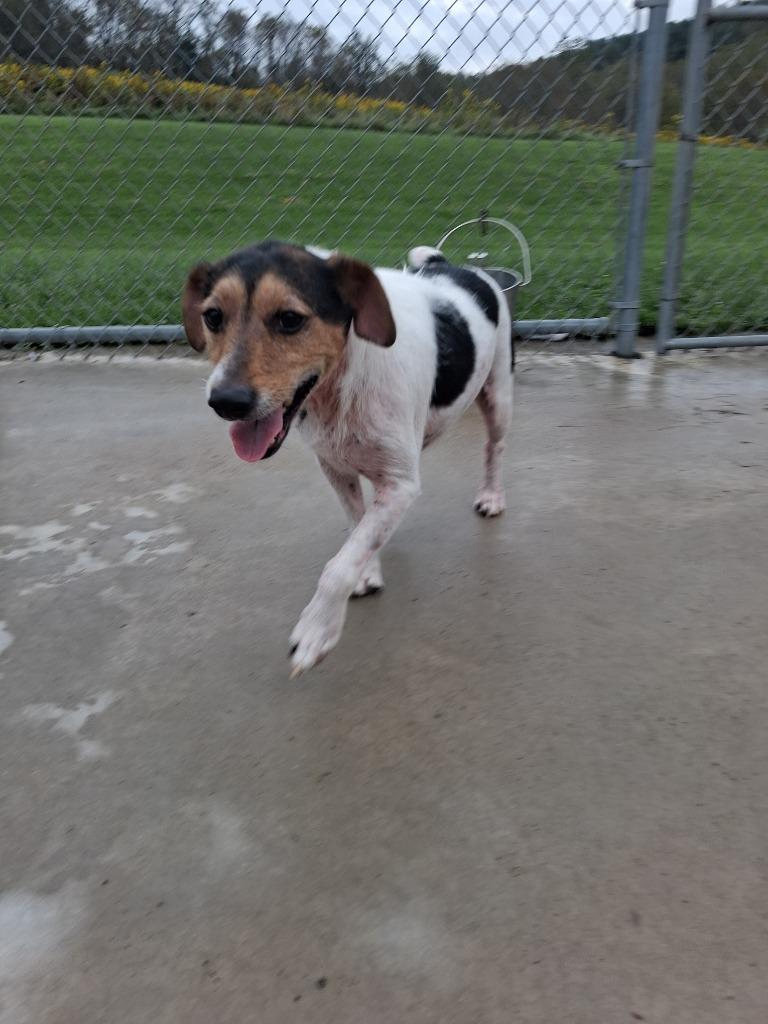 Enlarge Beans, a Adoptable Jack Russell Terrier in New Manchester, WV image 5/5