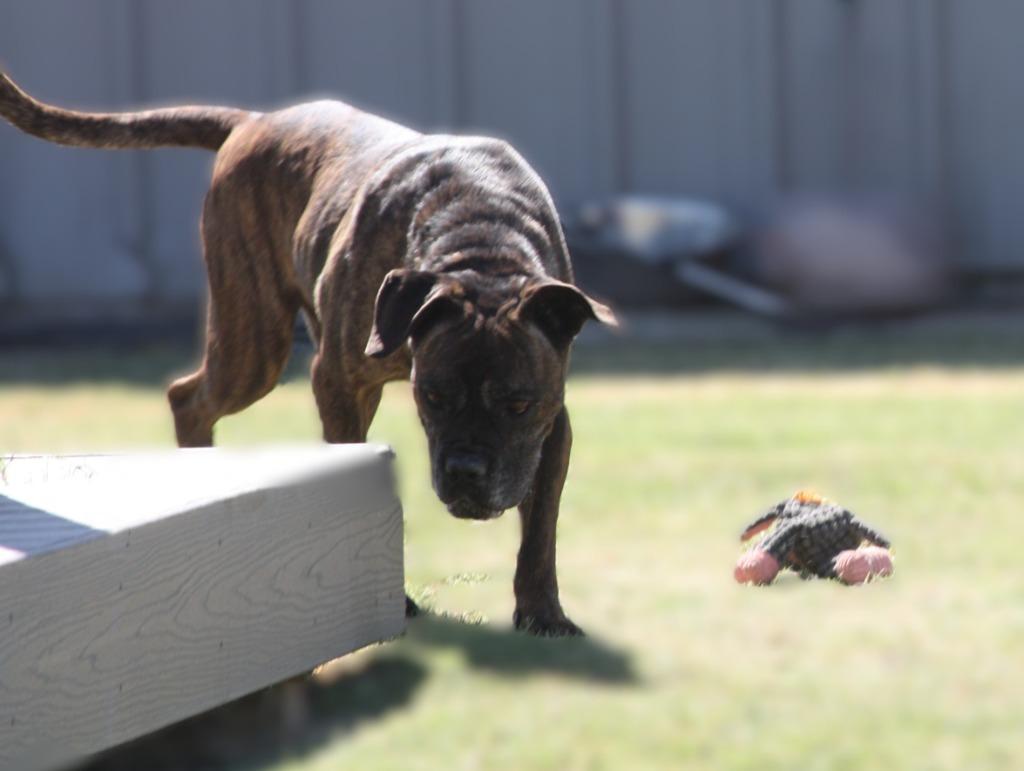 Faith, Adoptable, Adult Female Boxer.
