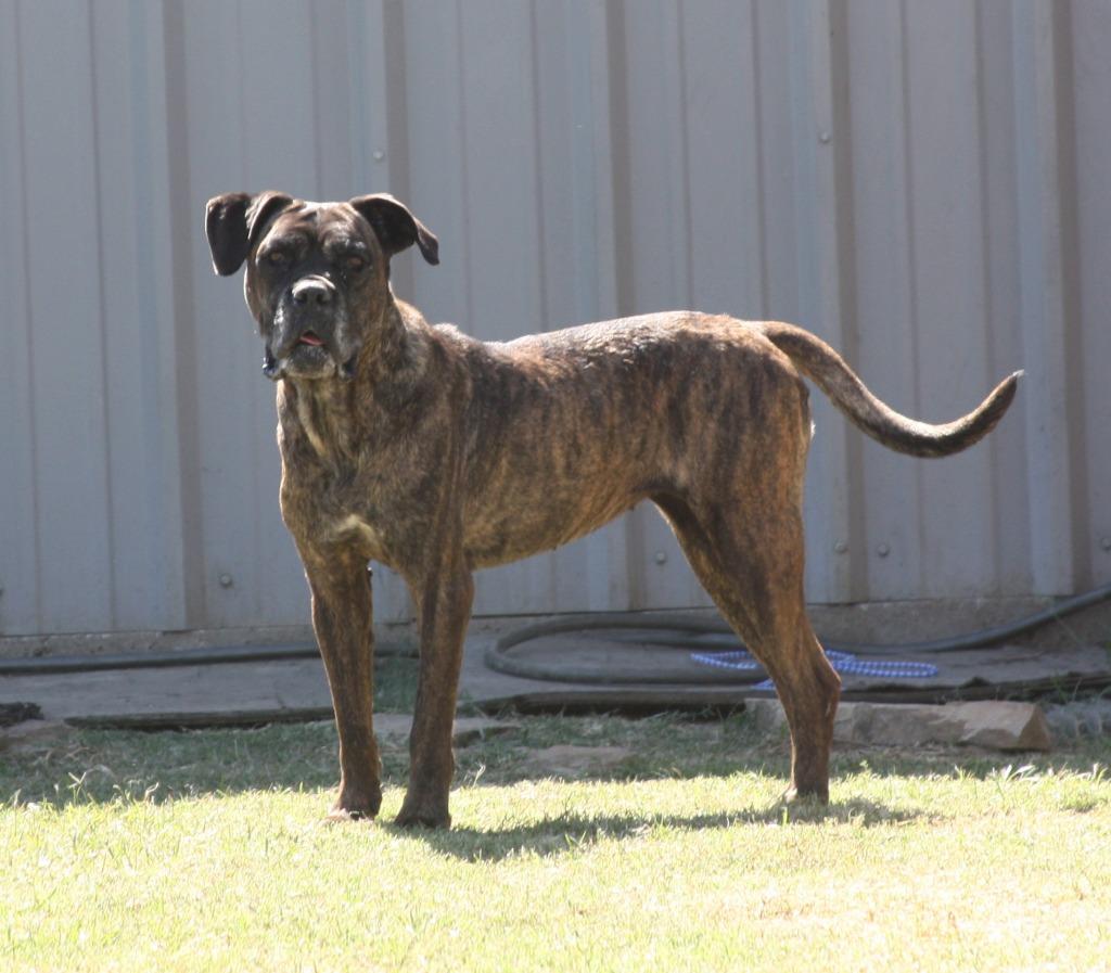 Faith, Adoptable, Adult Female Boxer.