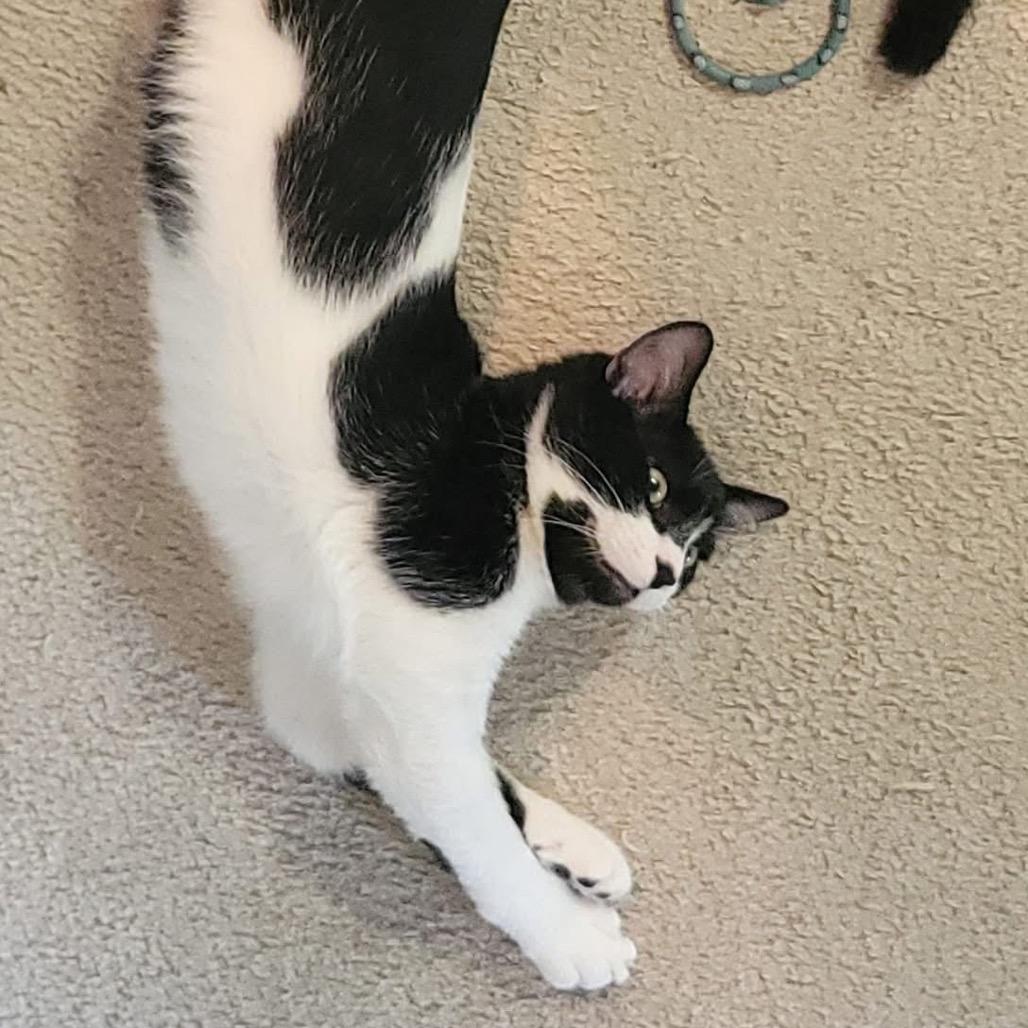 Cedarkit, Adoptable, Young Male Domestic Short Hair.