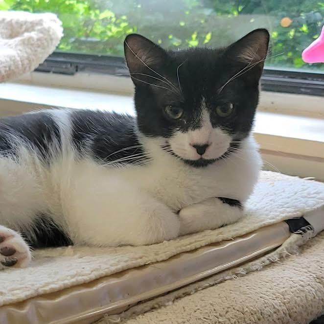 Enlarge Cedarkit, a Adoptable Domestic Short Hair in Silver Spring, MD image 2/6