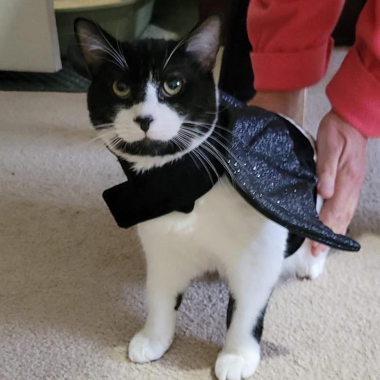 Enlarge Cedarkit, a Adoptable Domestic Short Hair in Silver Spring, MD image 3/6