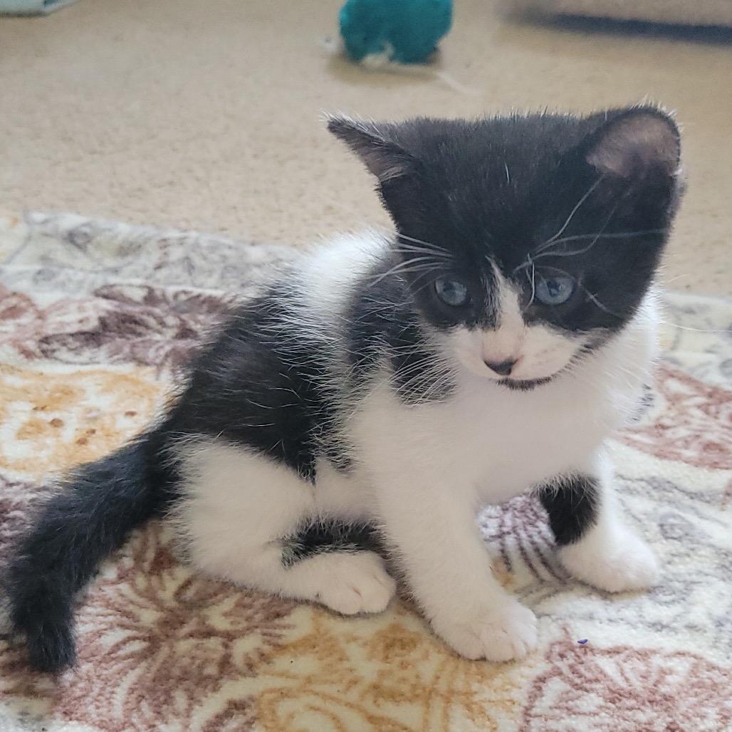 Enlarge Cedarkit, a Adoptable Domestic Short Hair in Silver Spring, MD image 6/6