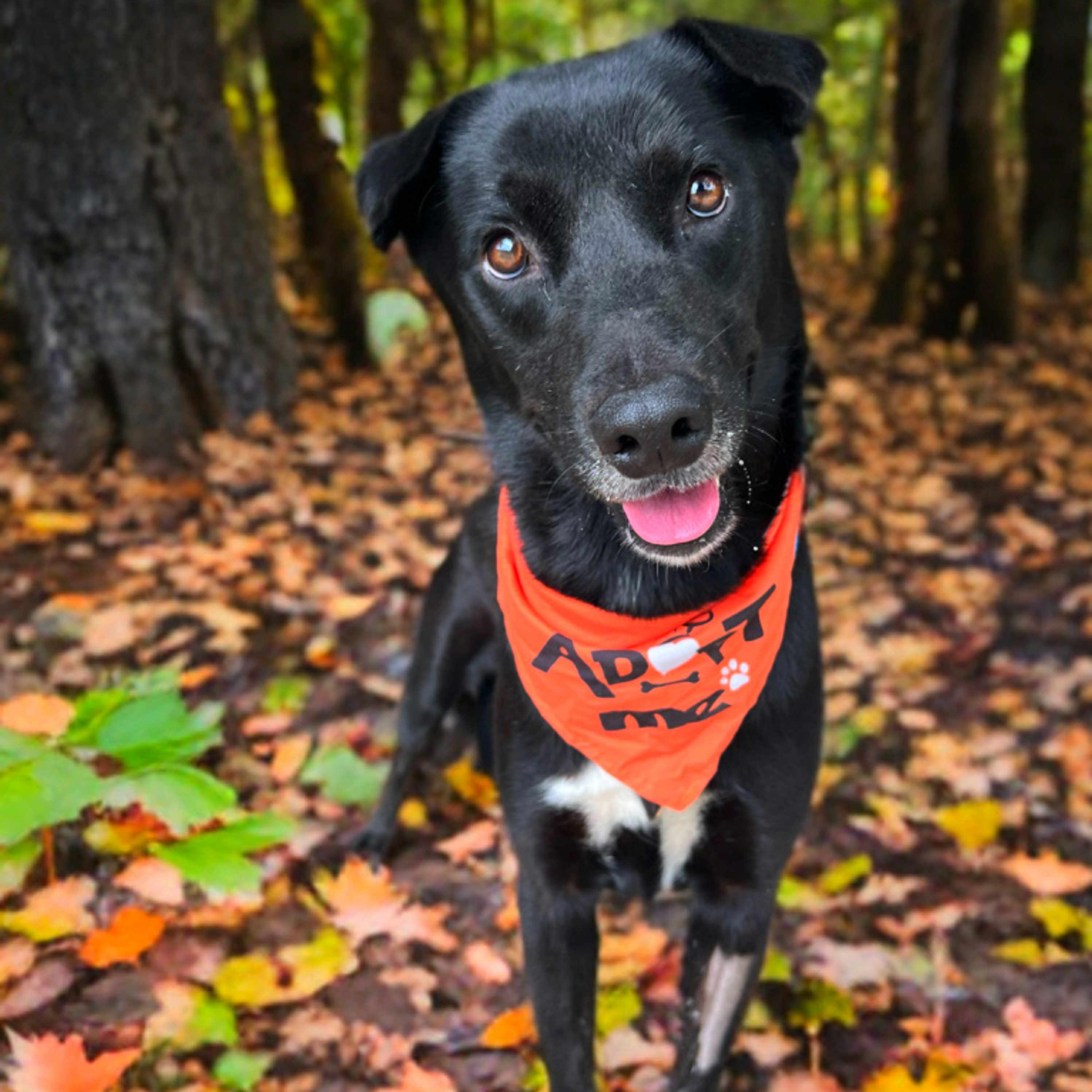 Loki, a Adoptable mixed breed in Madisonville, TX image 1/4