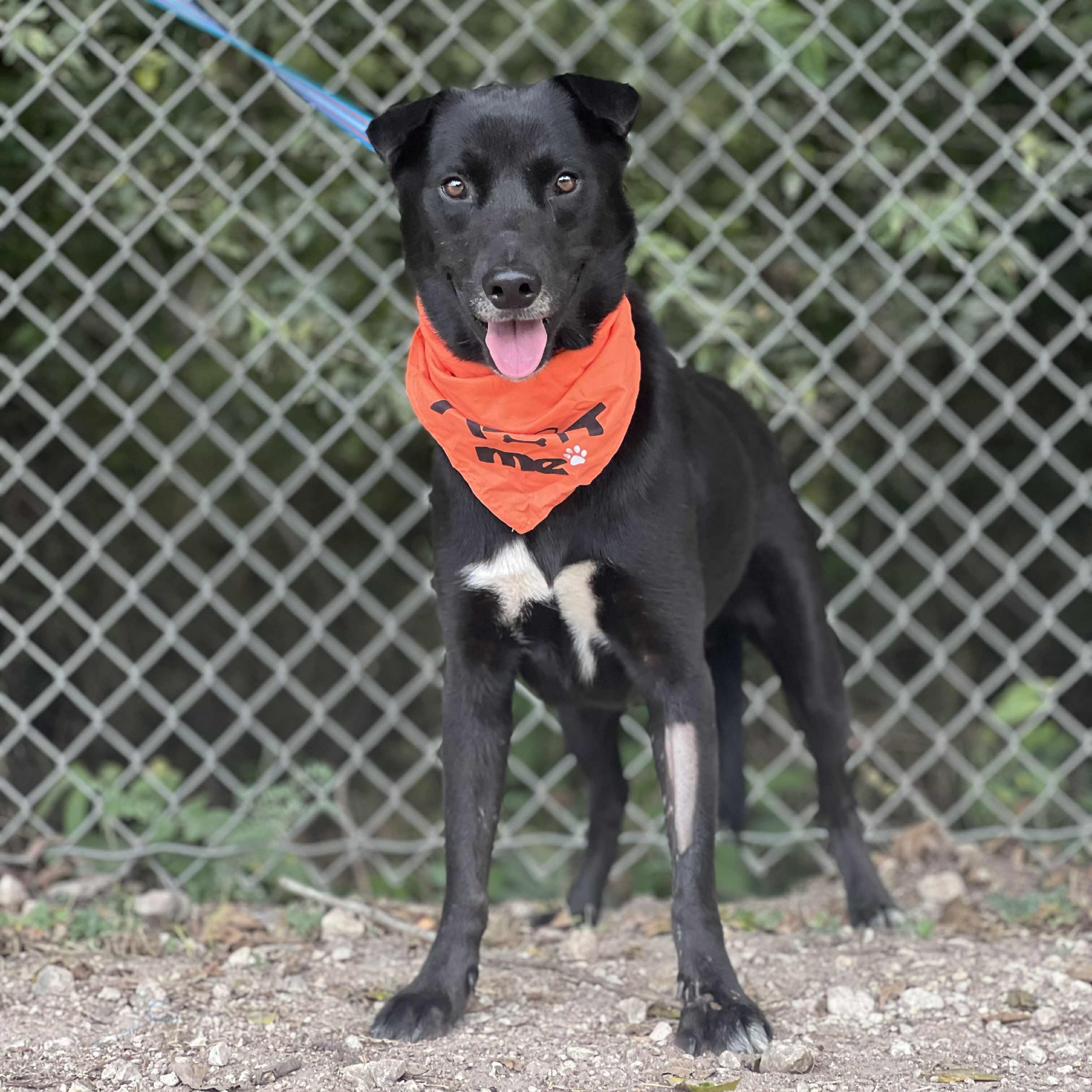 Loki, a Adoptable mixed breed in Madisonville, TX image 2/4