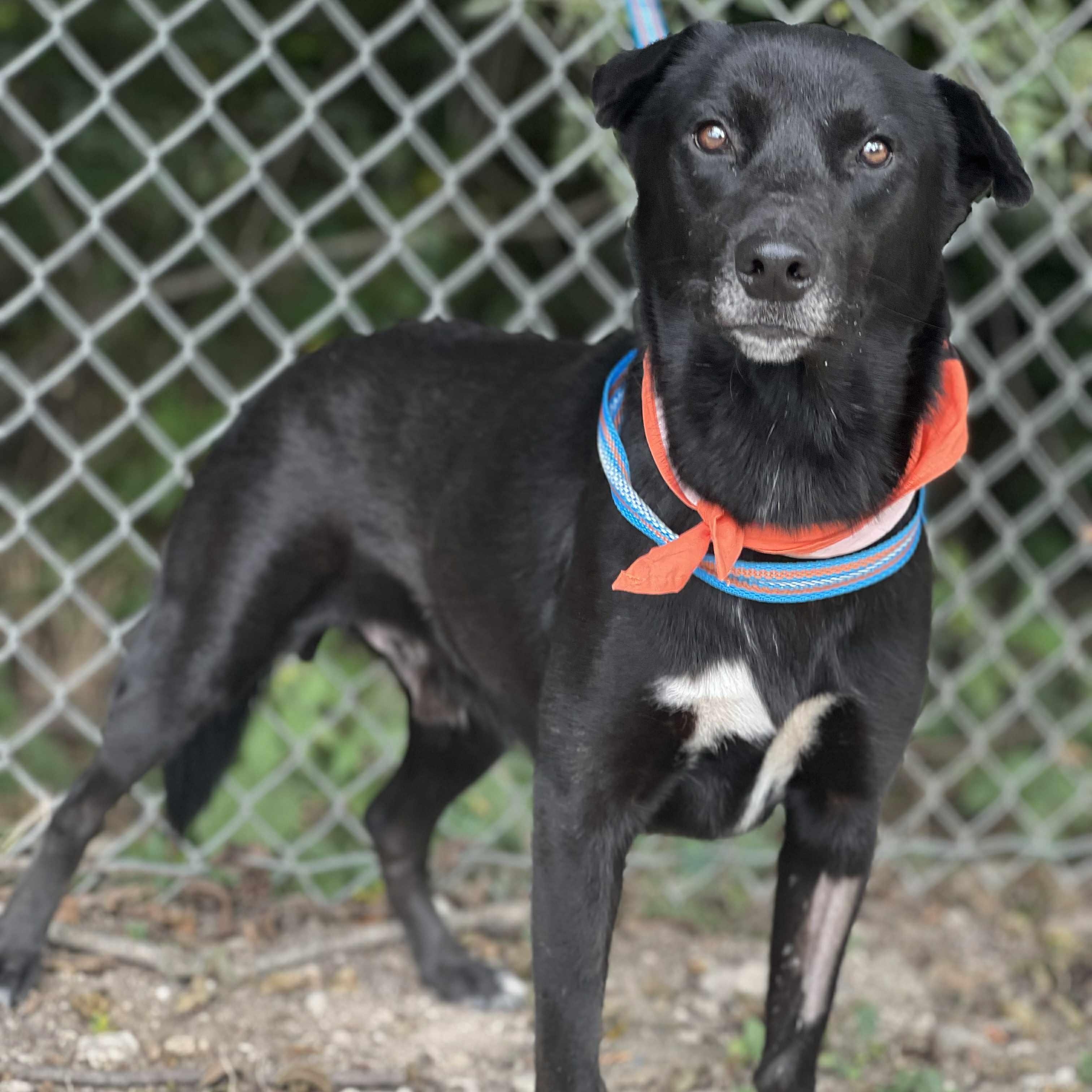 Loki, a Adoptable mixed breed in Madisonville, TX image 3/4