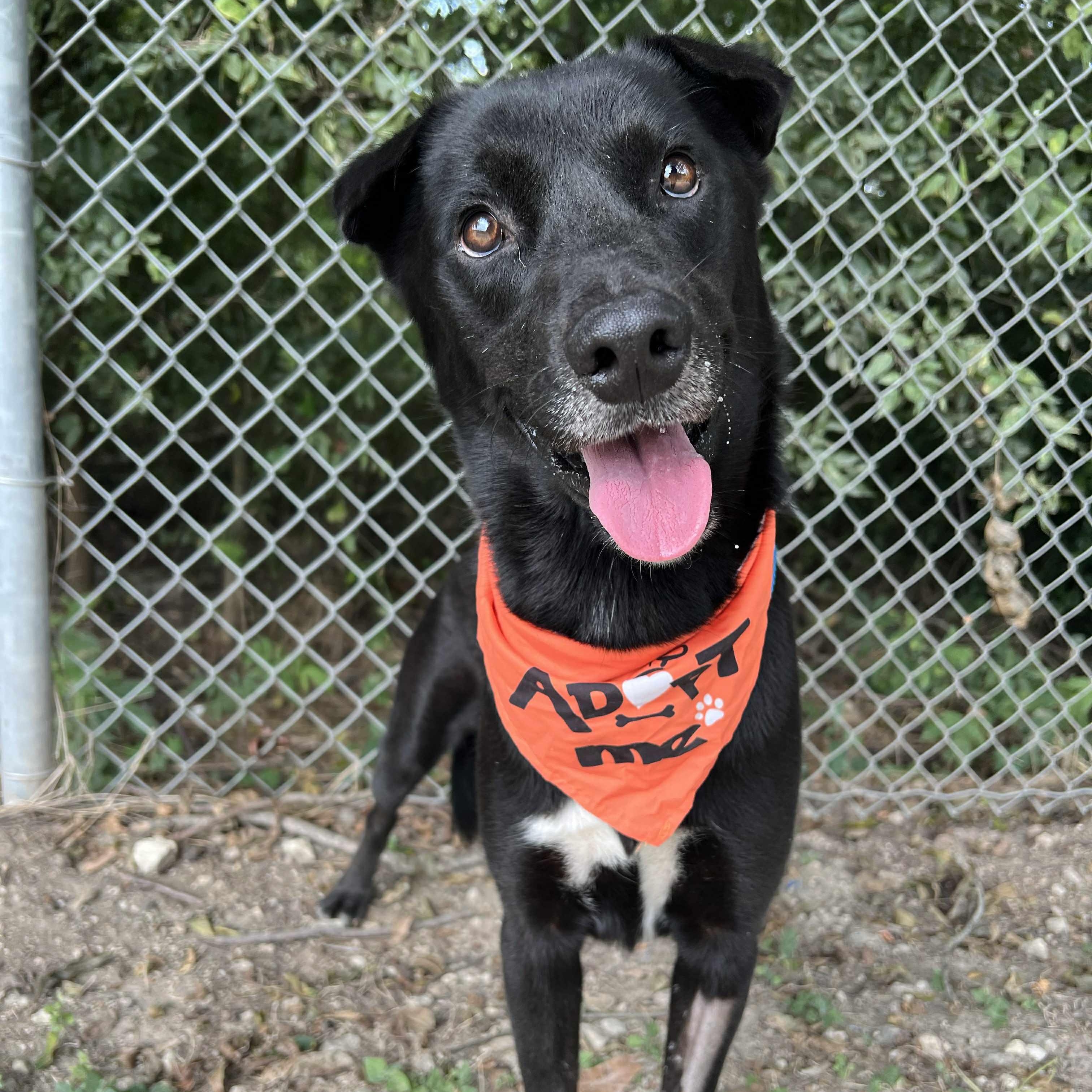 Loki, a Adoptable mixed breed in Madisonville, TX image 4/4