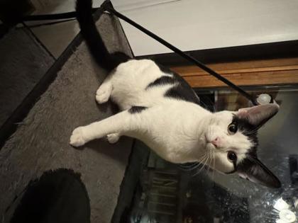 Lucky, Adoptable, Young Male Domestic Short Hair.