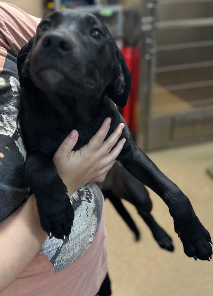 ASH, Adoptable, Puppy Male Mixed Breed.