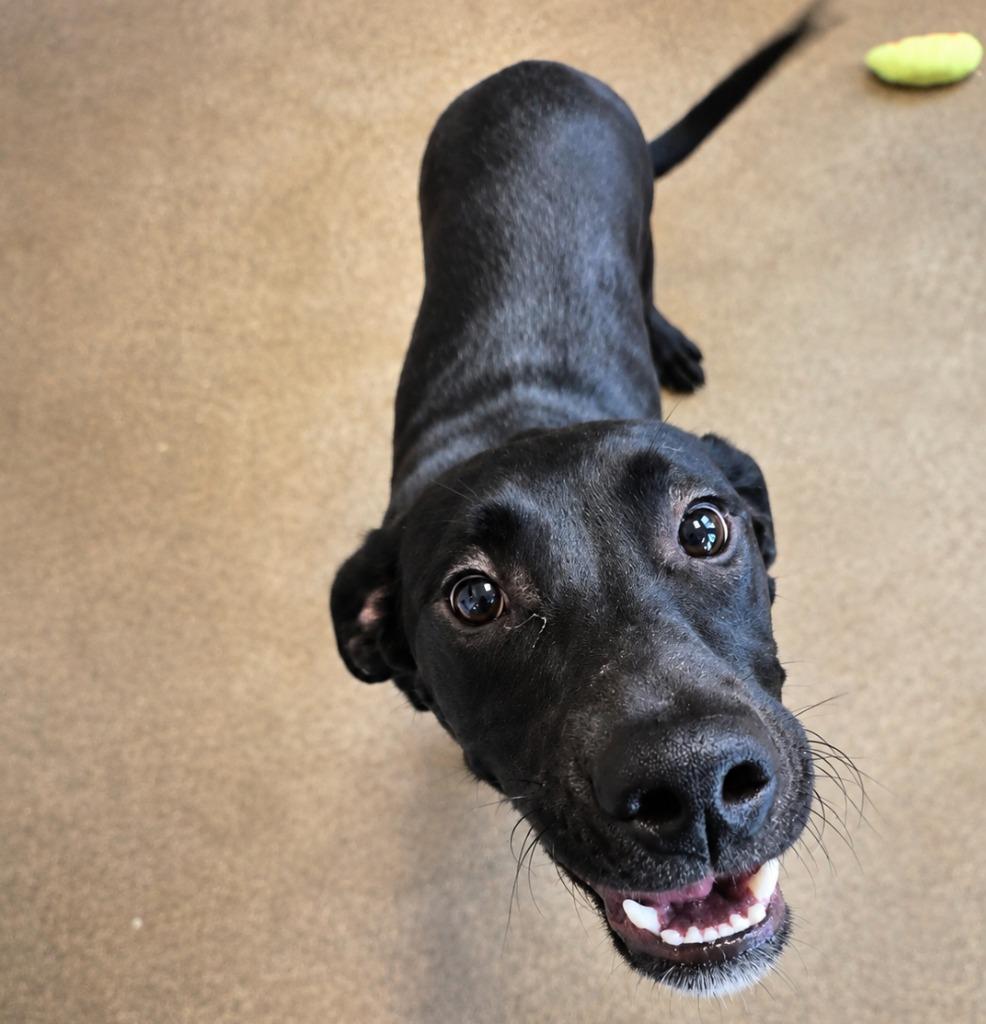 ASH, a Adoptable mixed breed in Rome, GA image 2/2