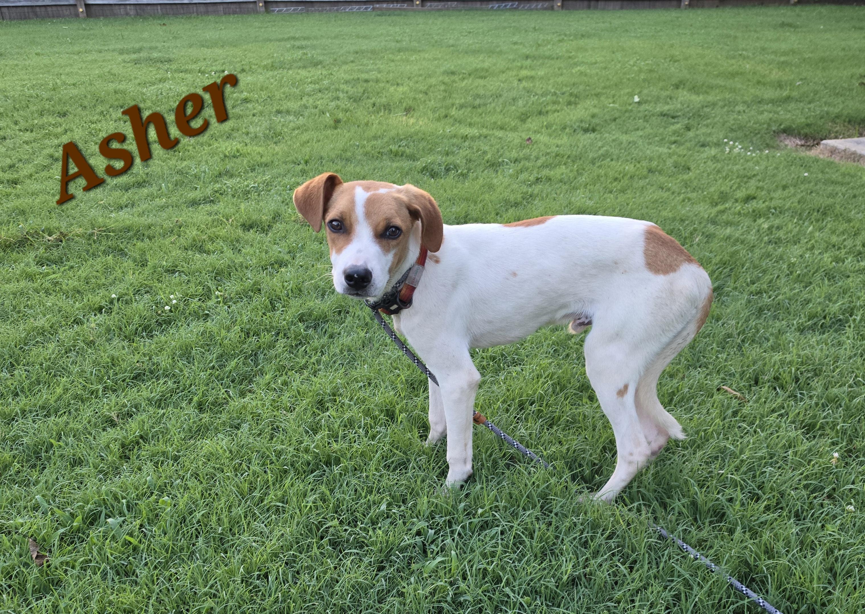 Enlarge Asher - Come Meet Me, a Adoptable mixed breed in Medfield, MA image 2/6