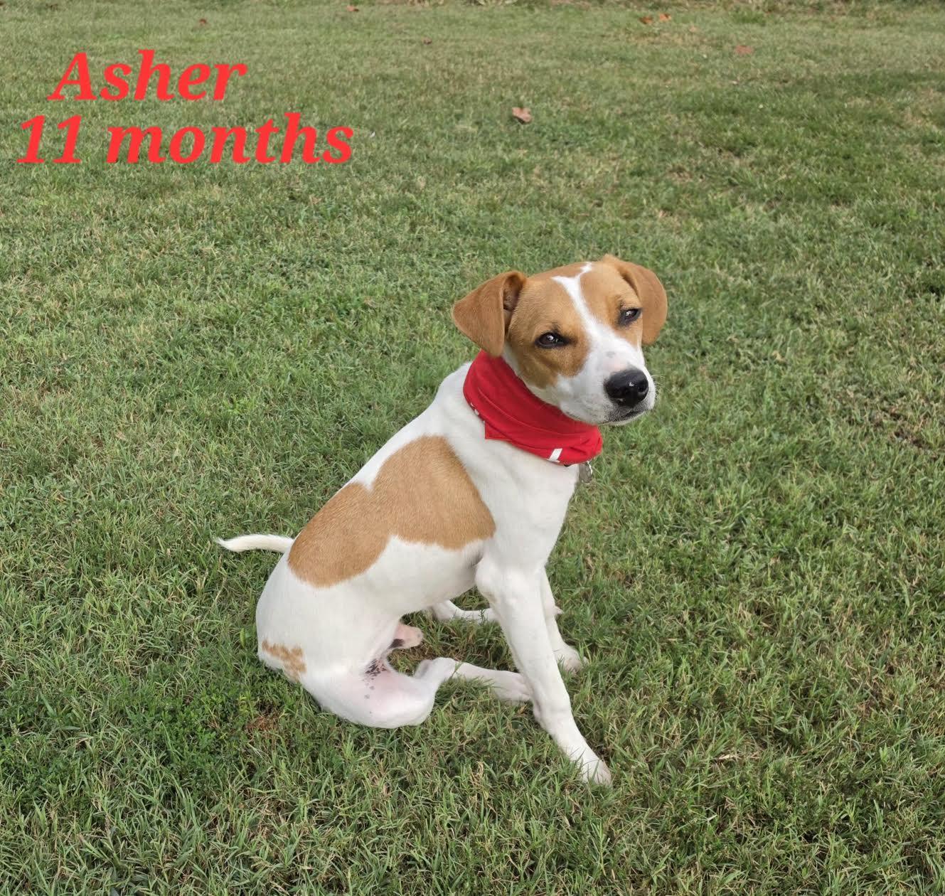 Enlarge Asher - Come Meet Me, a Adoptable mixed breed in Medfield, MA image 4/6