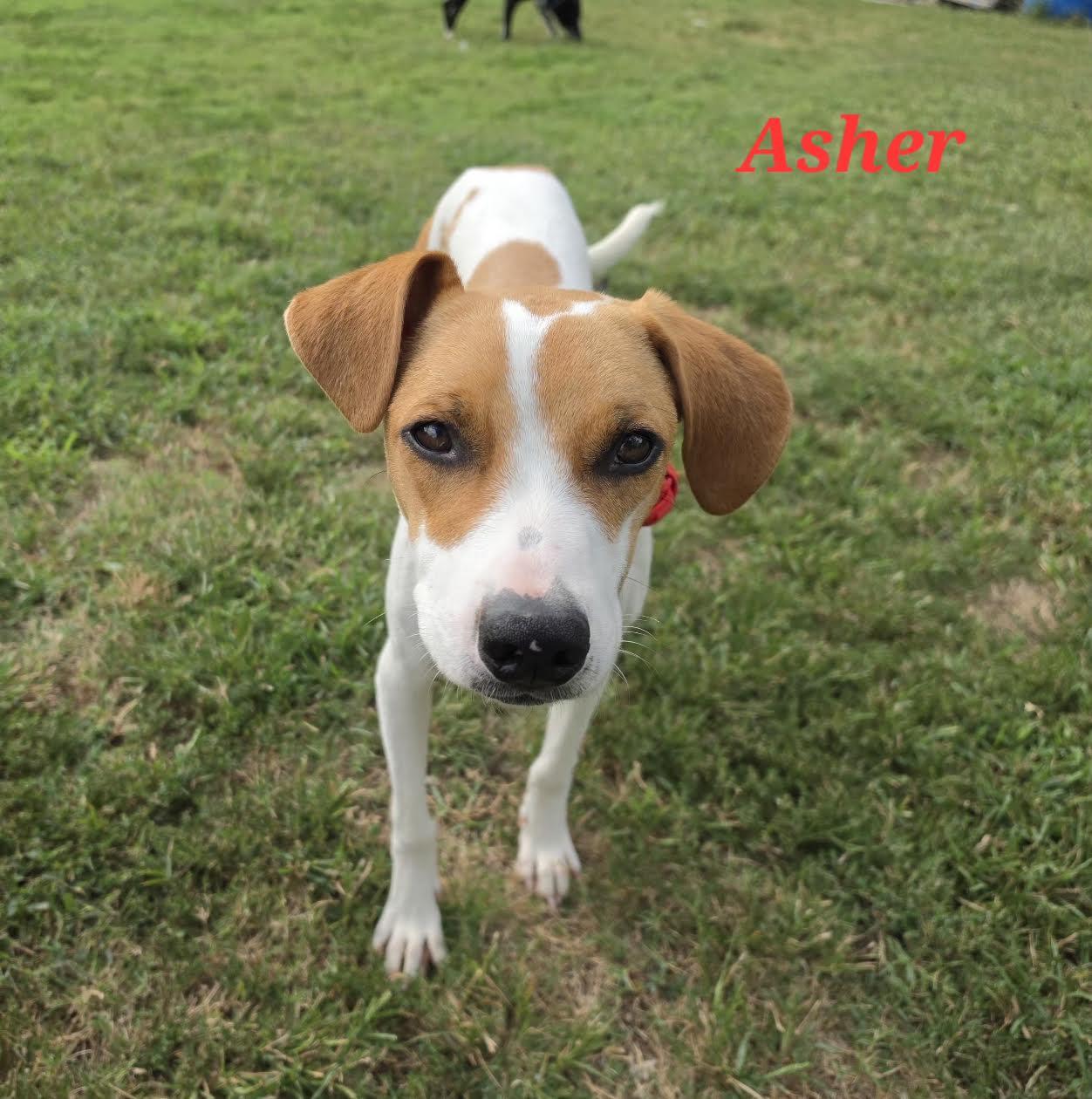 Enlarge Asher - Come Meet Me, a Adoptable mixed breed in Medfield, MA image 5/6