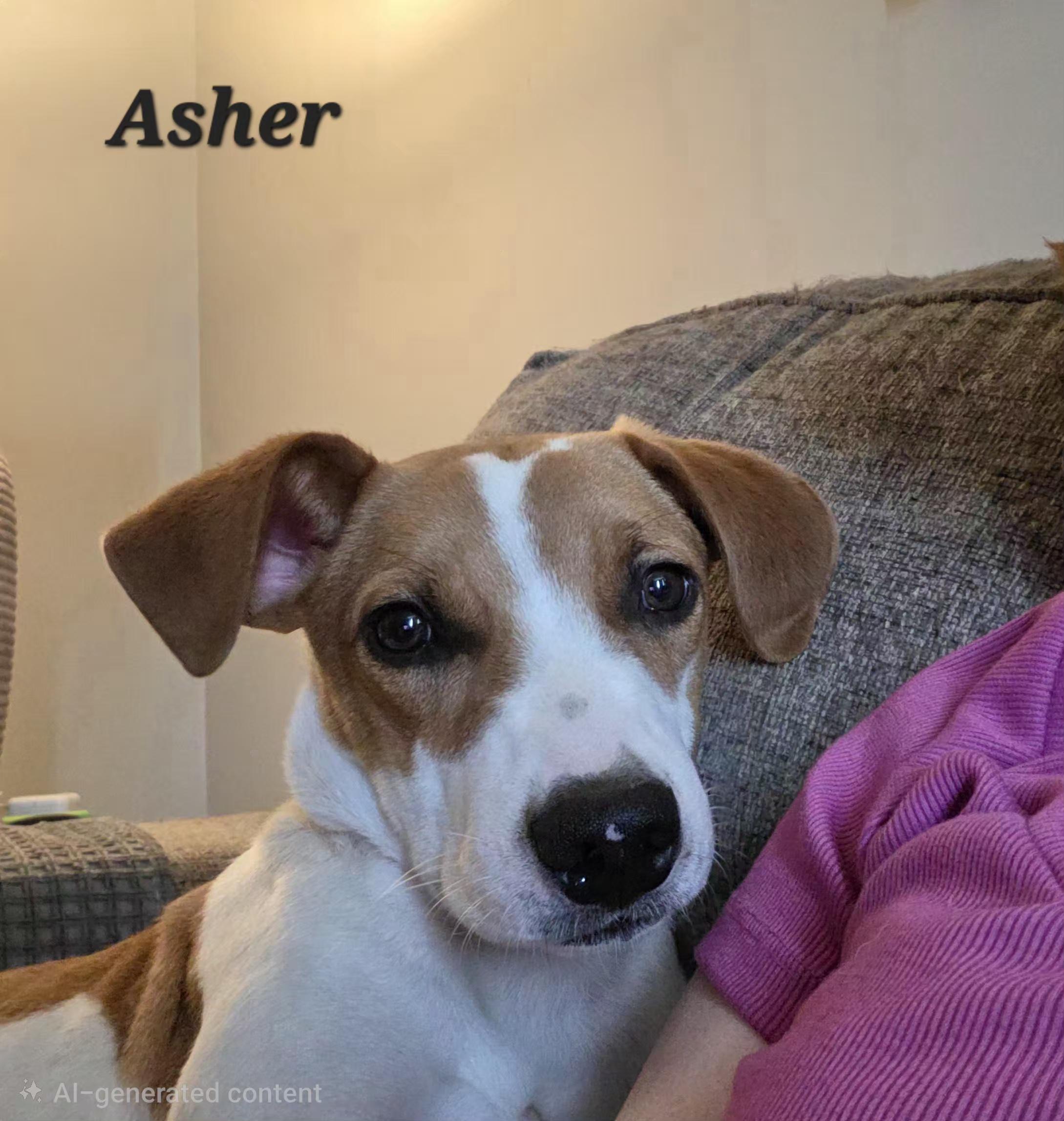 Asher - Come Meet Me, Adoptable, Young Male Beagle & Terrier.