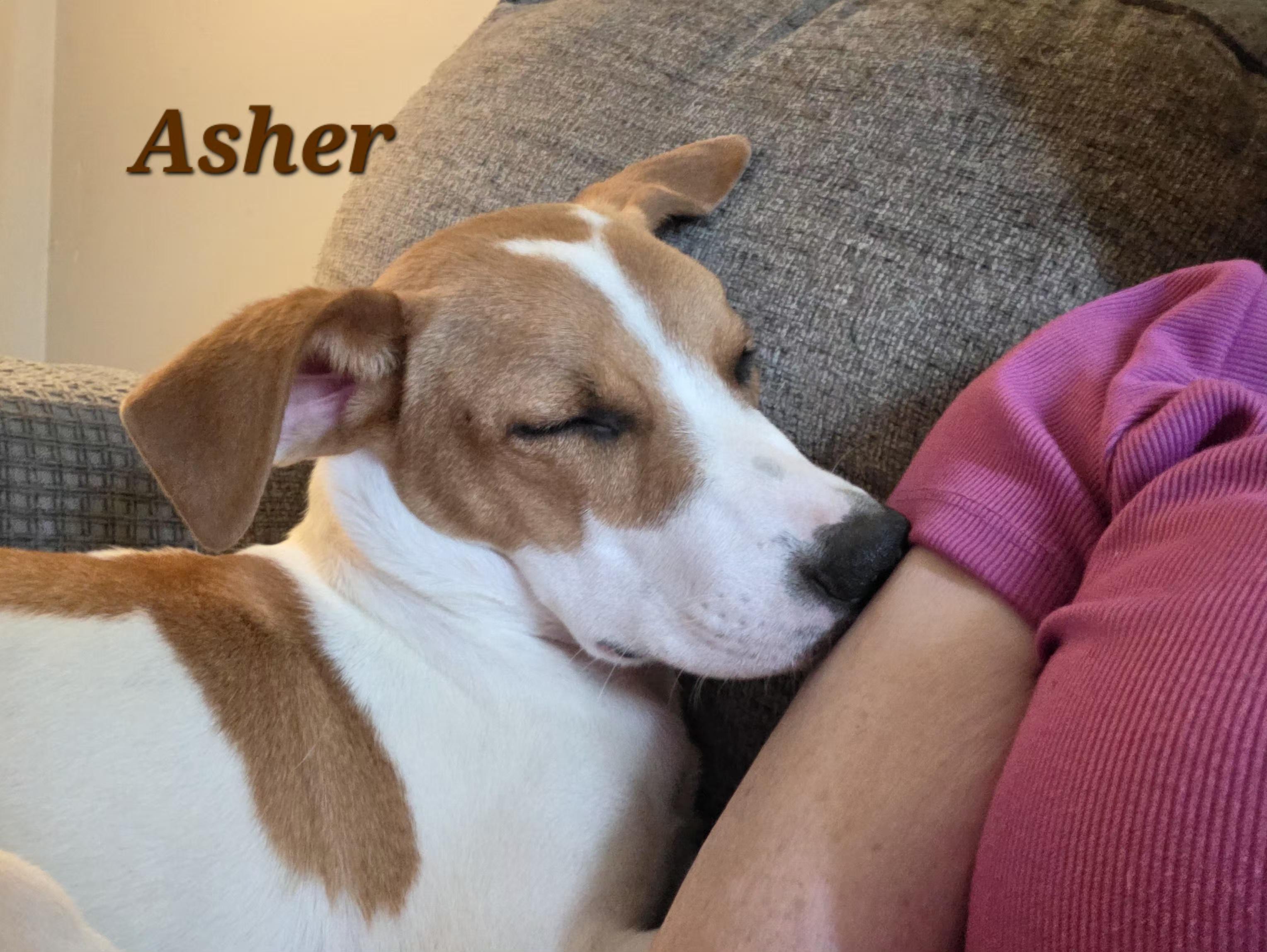 Enlarge Asher - Come Meet Me, a Adoptable mixed breed in Medfield, MA image 3/6