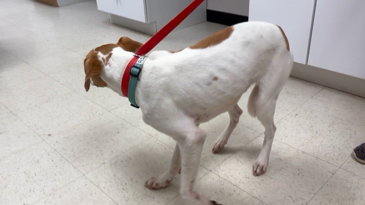 Enlarge Asher - Come Meet Me, a Adoptable mixed breed in Medfield, MA video 6/6