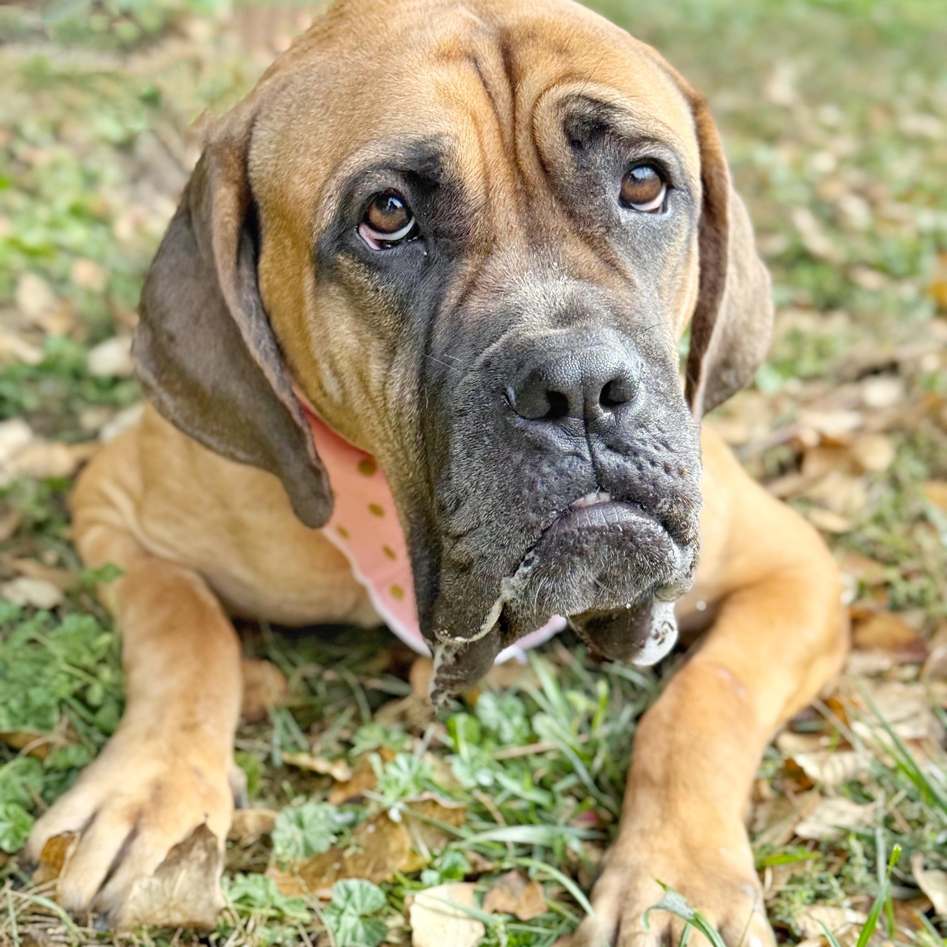 Mischa, an adoptable Boerboel in Buffalo, NY, 14203 | Photo Image 1