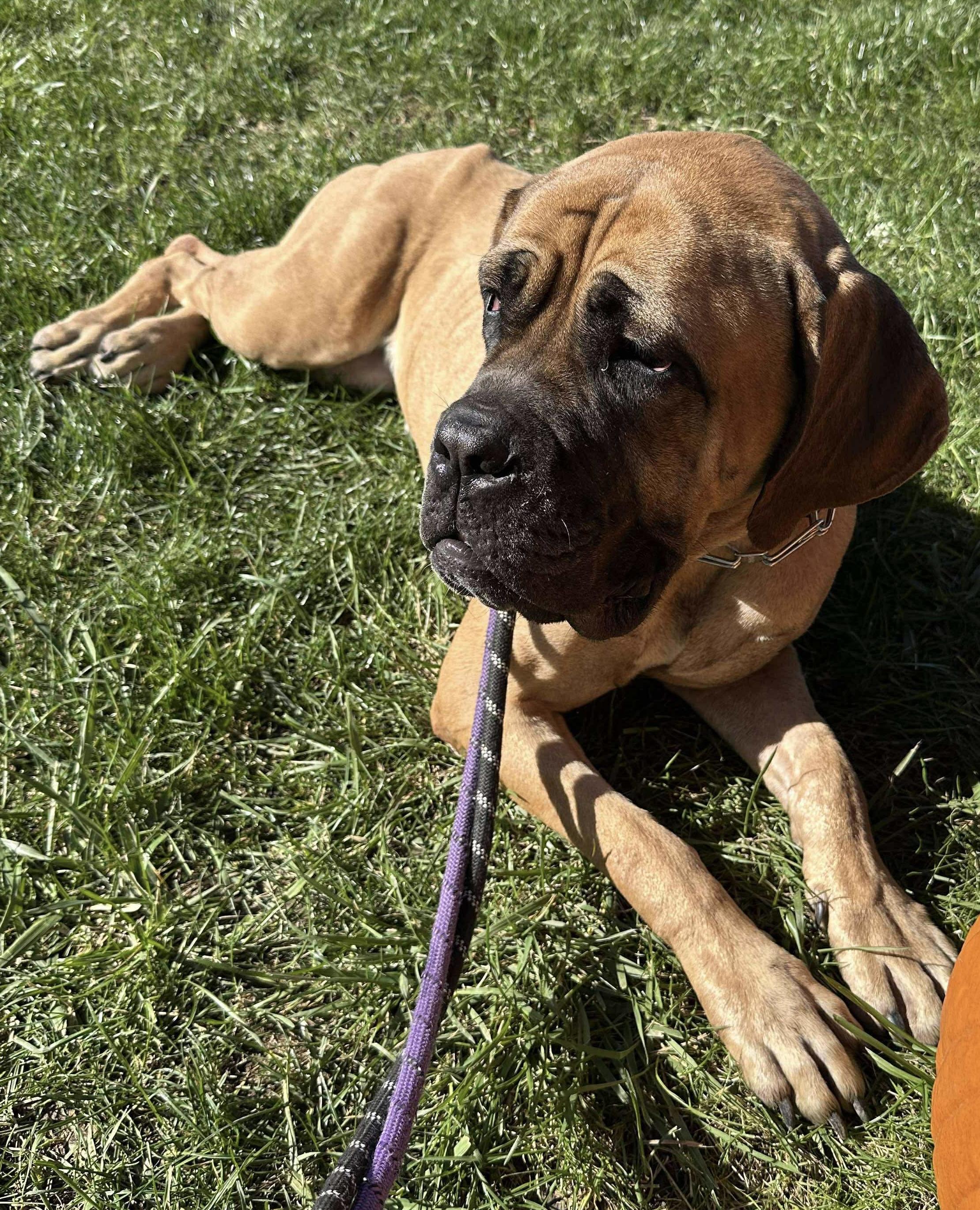 Mischa, an adoptable Boerboel in Buffalo, NY, 14203 | Photo Image 6