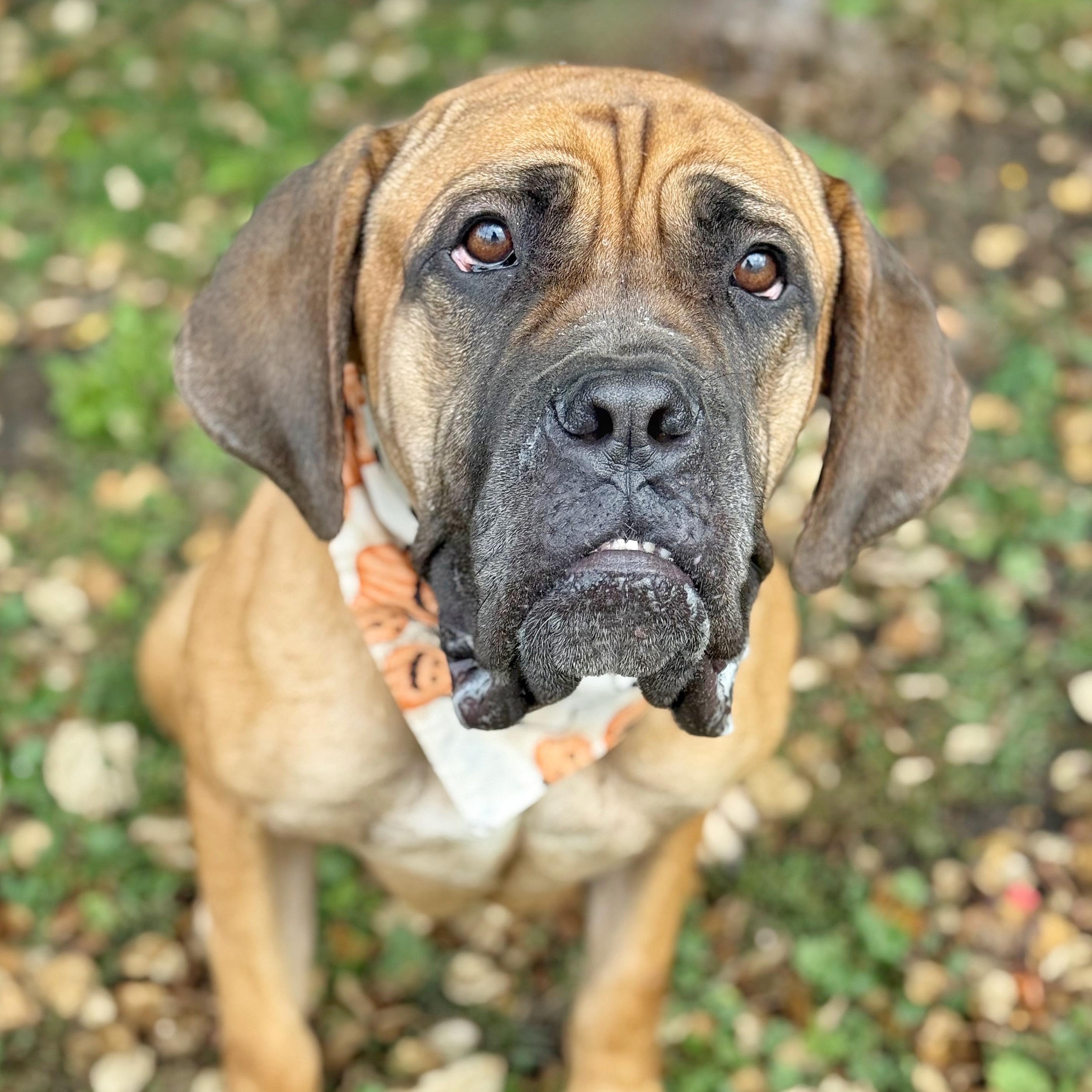 Mischa, an adoptable Boerboel in Buffalo, NY, 14203 | Photo Image 3