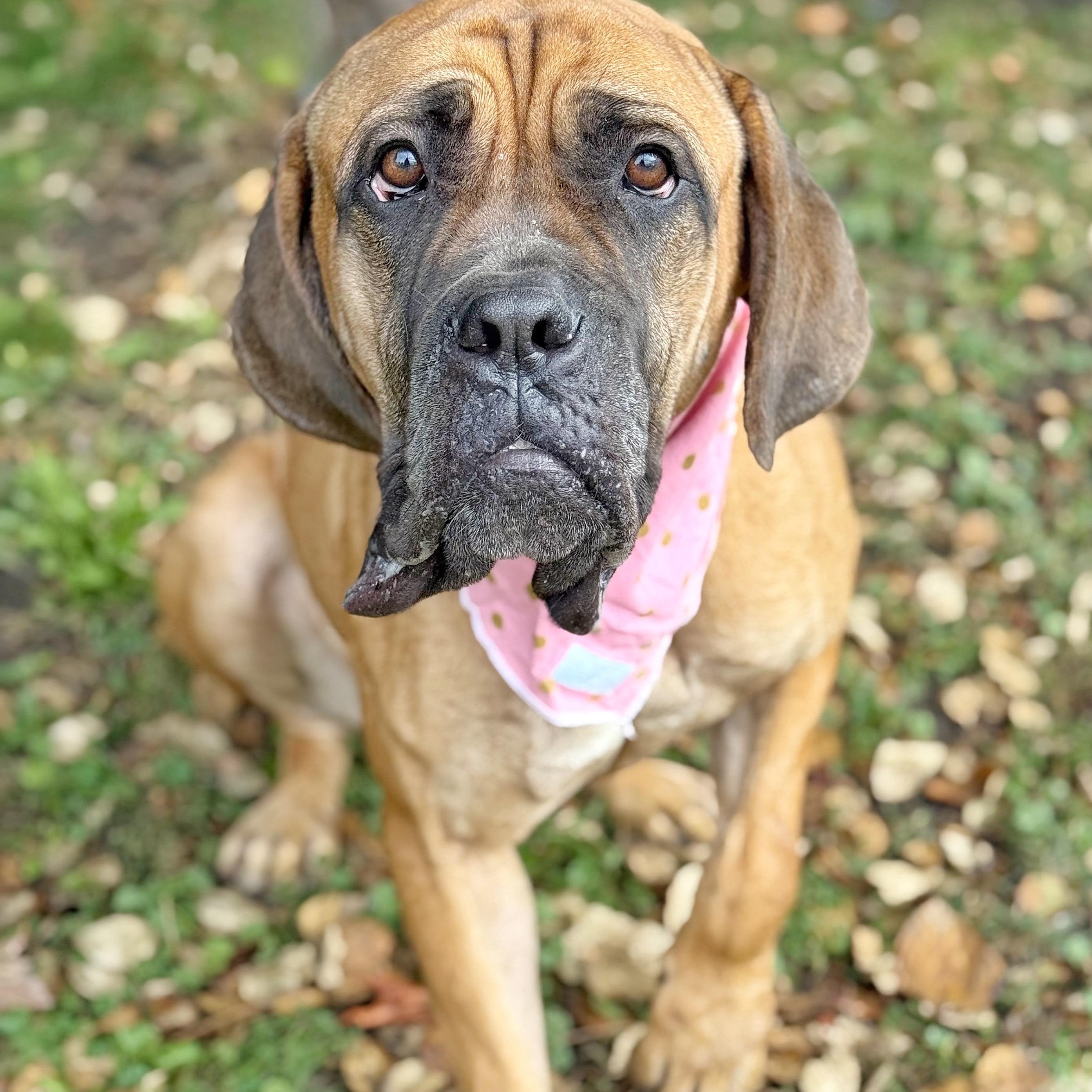 Mischa, an adoptable Boerboel in Buffalo, NY, 14203 | Photo Image 4