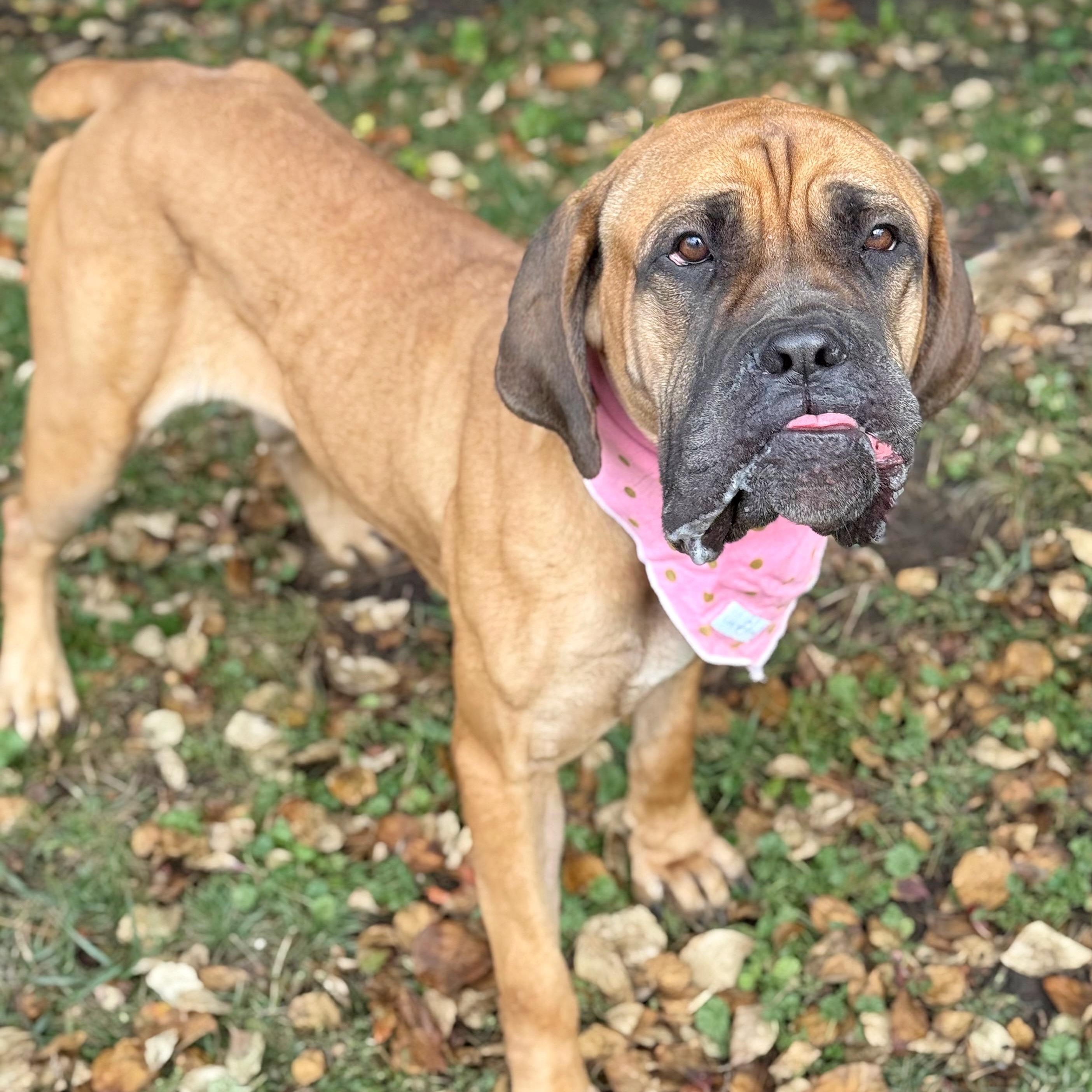 Mischa, an adoptable Boerboel in Buffalo, NY, 14203 | Photo Image 5