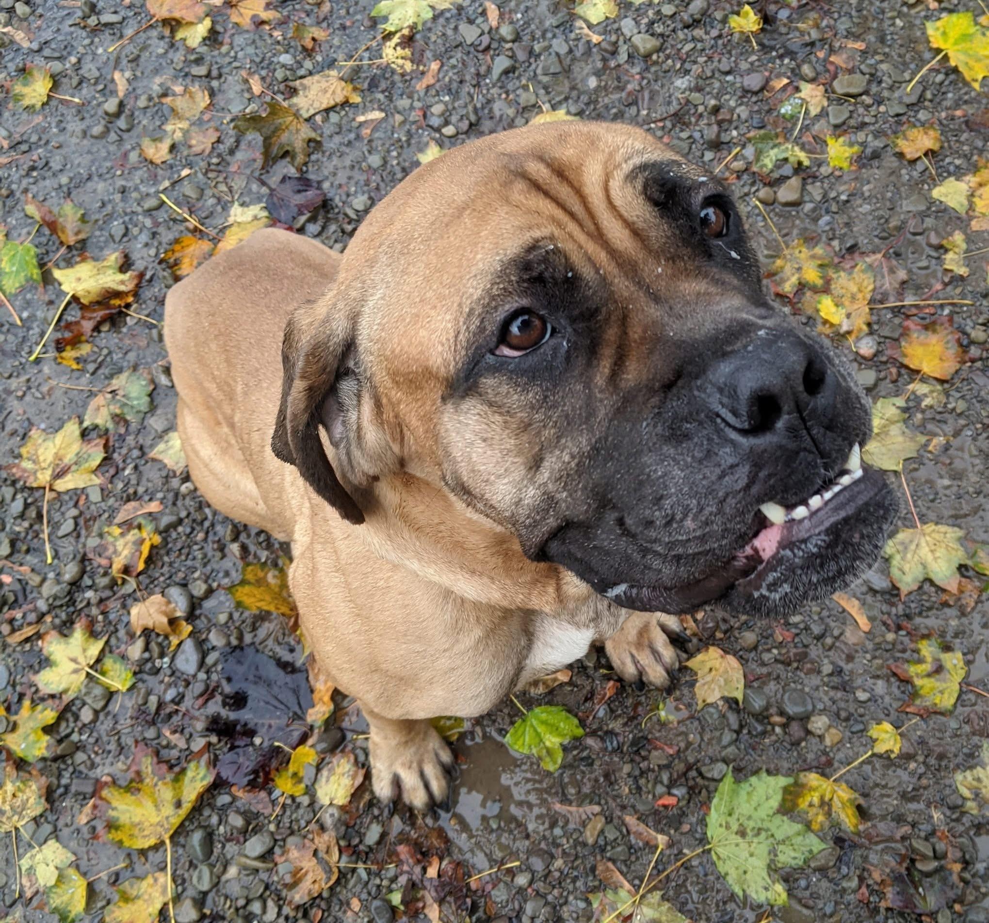 Mischa, an adoptable Boerboel in Buffalo, NY, 14203 | Photo Image 6