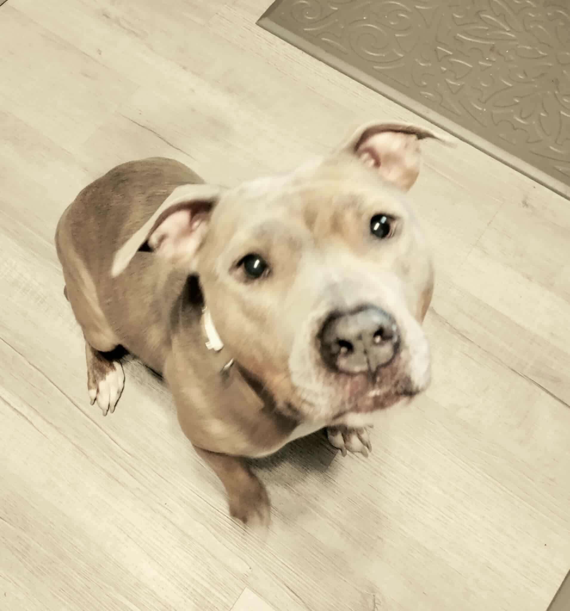 Enlarge Dixie, a Adopted Pit Bull Terrier in Arlee, MT image 1/6