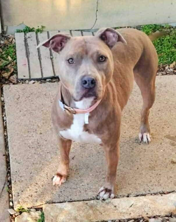 Enlarge Dixie, a Adopted Pit Bull Terrier in Arlee, MT image 2/6