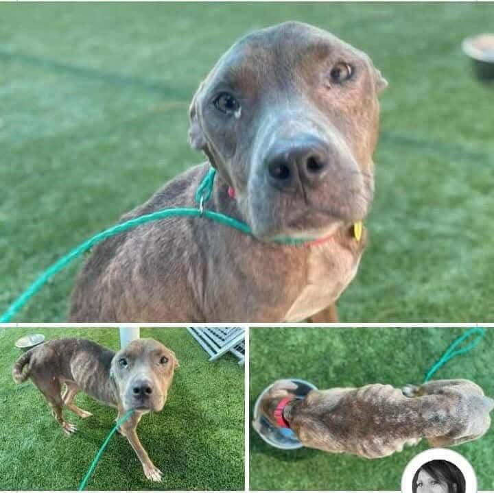 Enlarge Dixie, a Adopted Pit Bull Terrier in Arlee, MT image 3/6