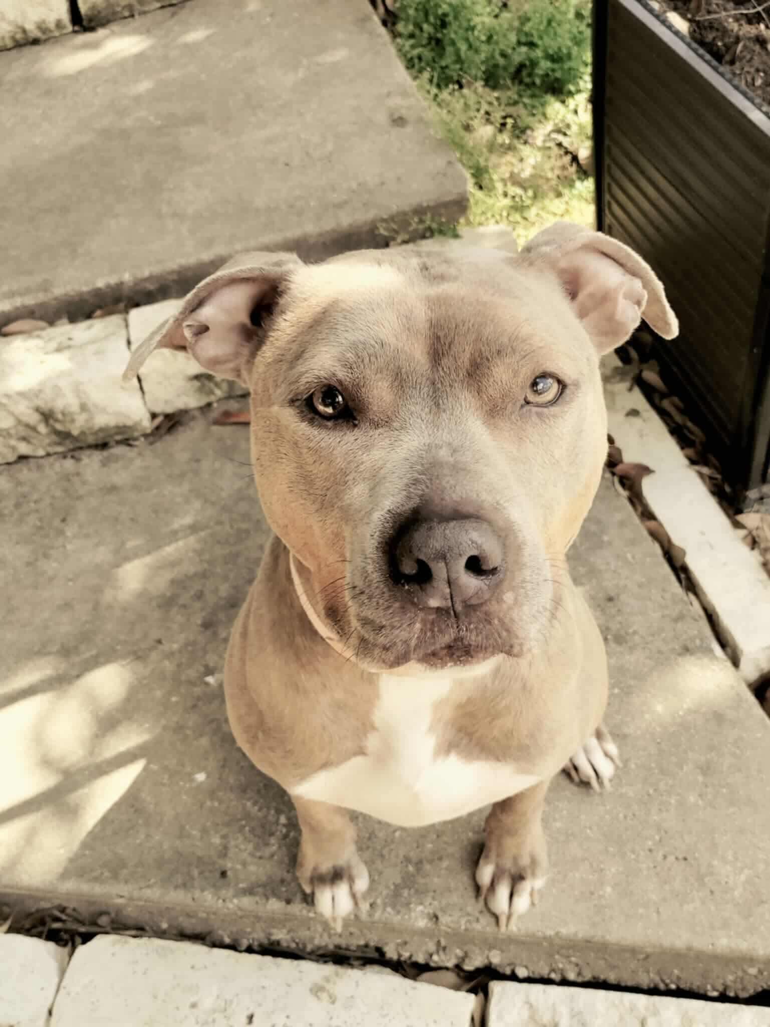 Enlarge Dixie, a Adopted Pit Bull Terrier in Arlee, MT image 4/6