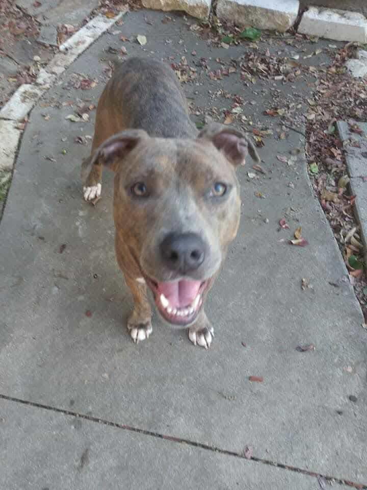 Enlarge Dixie, a Adopted Pit Bull Terrier in Arlee, MT image 6/6