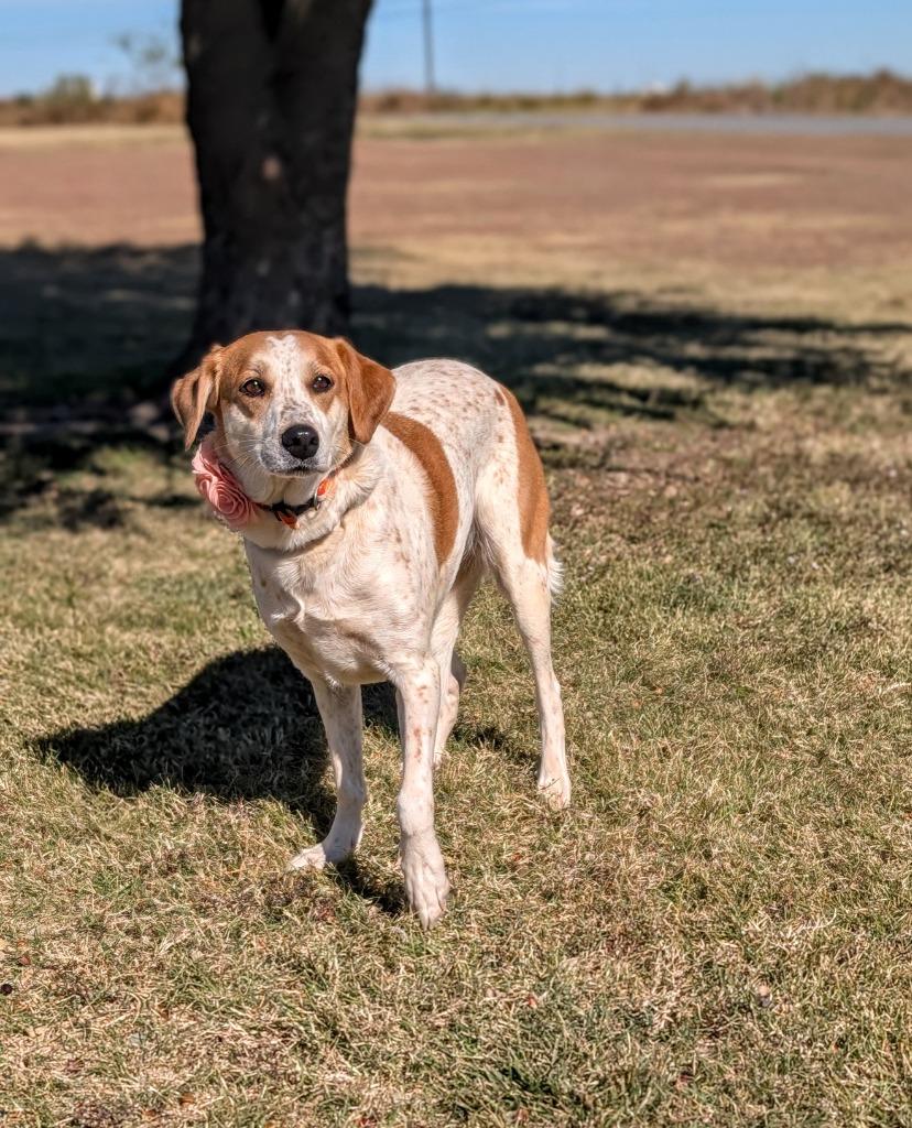 Buffy, a Adoptable mixed breed in Arlington, TX image 1/5