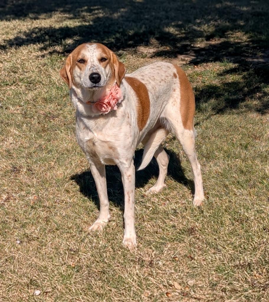 Buffy, Adoptable, Young Female Labrador Retriever & Cattle Dog.