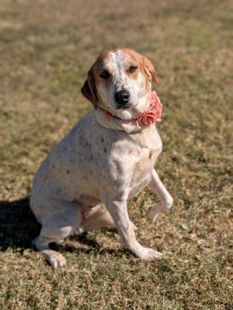 Buffy, a Adoptable mixed breed in Arlington, TX image 3/5