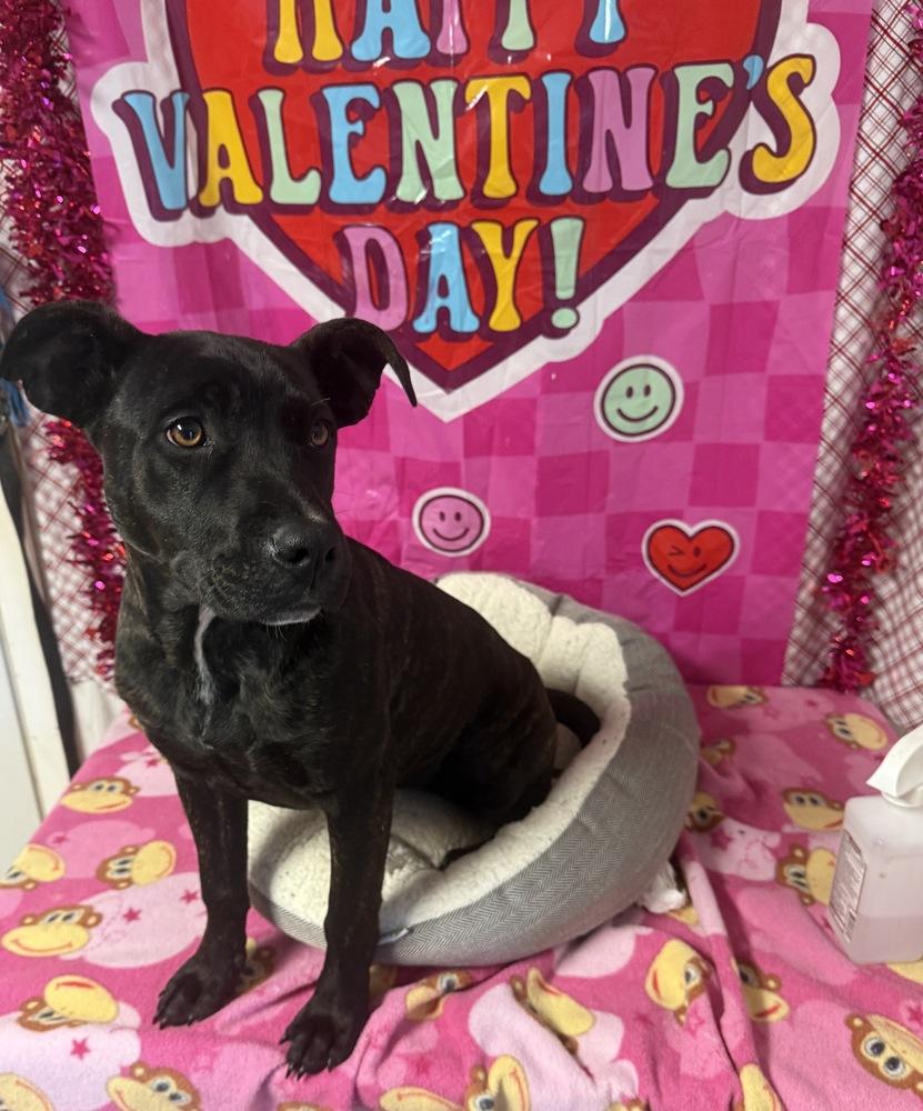 Mulan, Adoptable, Puppy Female Plott Hound & Labrador Retriever.
