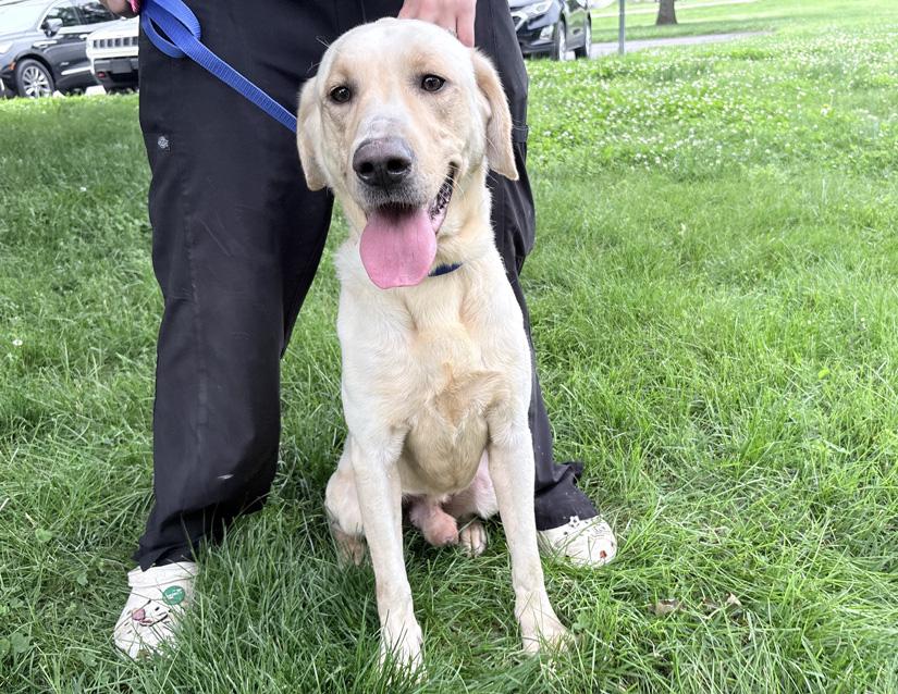 Enlarge Coco, a ADOPTABLE mixed breed in Columbus, IN image 2/2