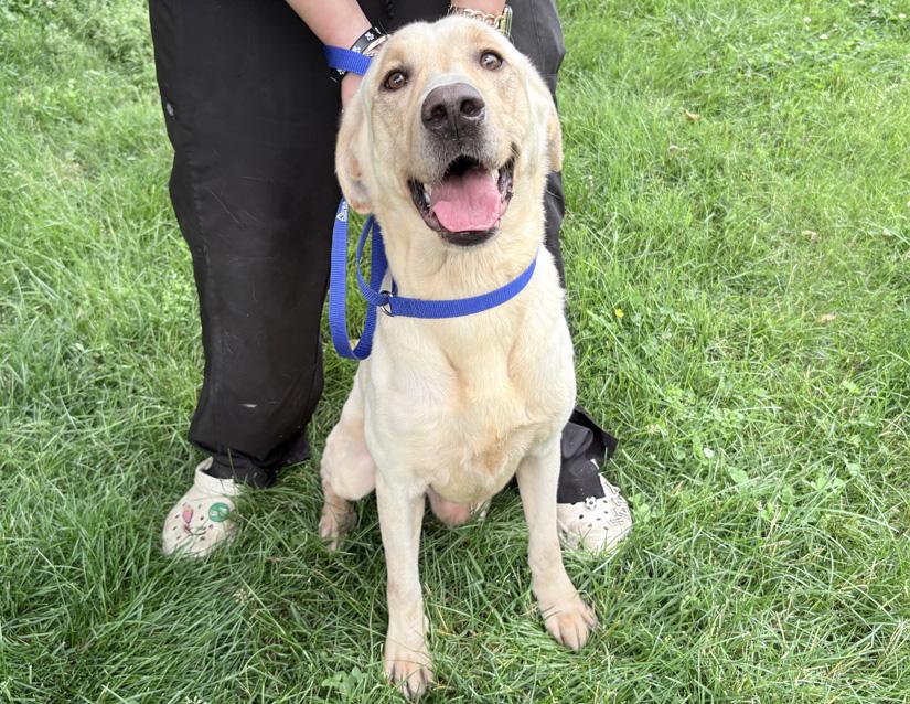 Coco, ADOPTABLE, Adult Male Labrador Retriever.