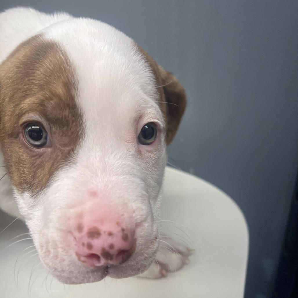 Enlarge Paul, a Adoptable Mixed Breed in Oak Hill, WV image 1/1