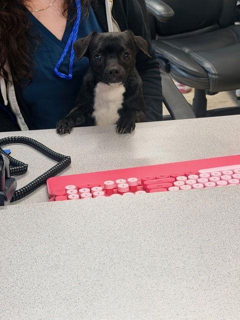 Spike, Adopted, Young Male Chihuahua.