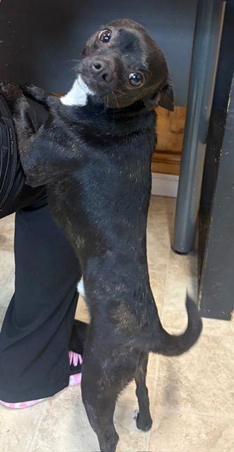 Enlarge Spike, a Adopted Chihuahua in Raleigh, NC image 2/3