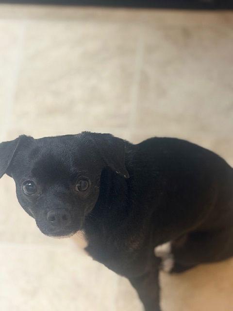 Enlarge Spike, a Adopted Chihuahua in Raleigh, NC image 3/3