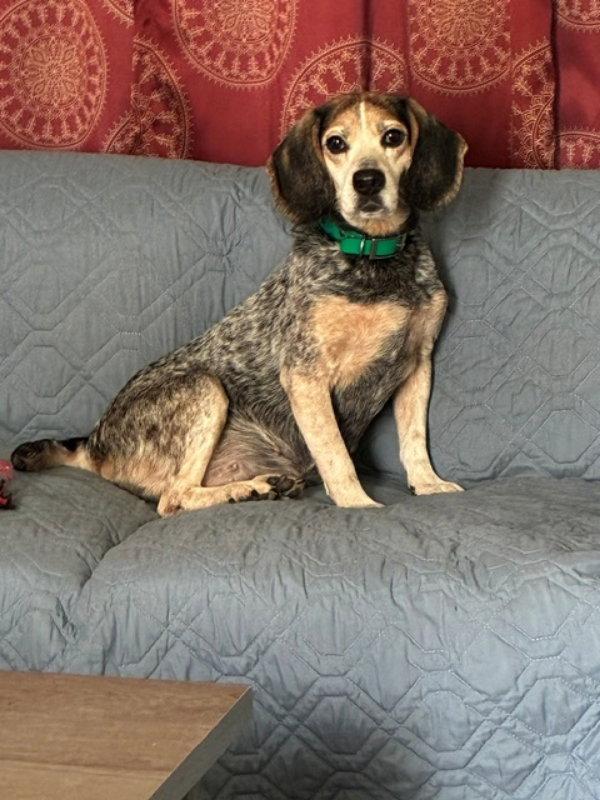Enlarge Blu Girl *Adopt*, a Adoptable Beagle in Fairfax, VA image 1/1