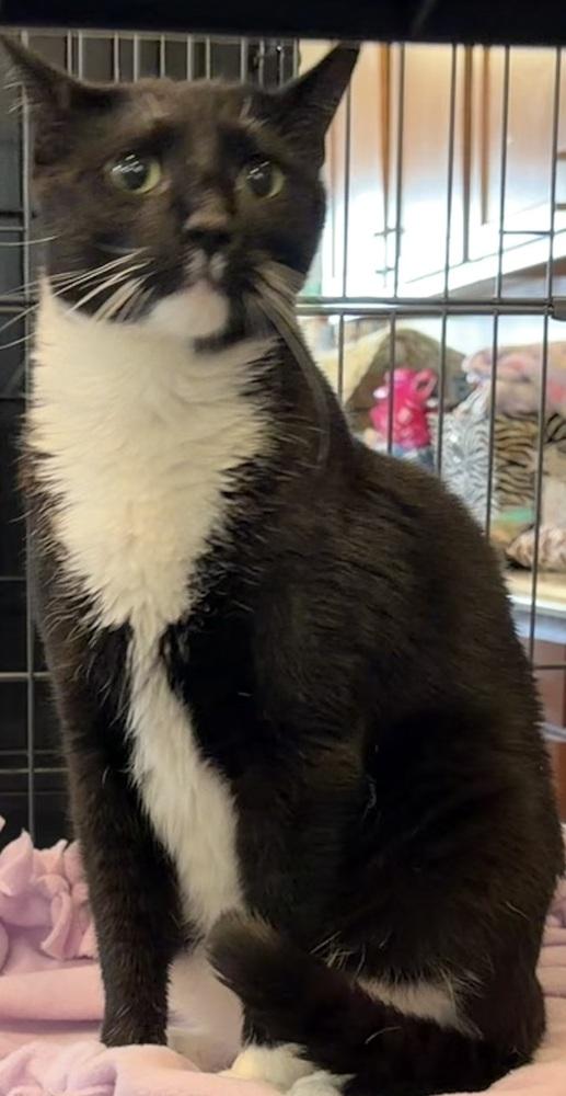 ZEUS, Adoptable, Adult Male Domestic Short Hair.
