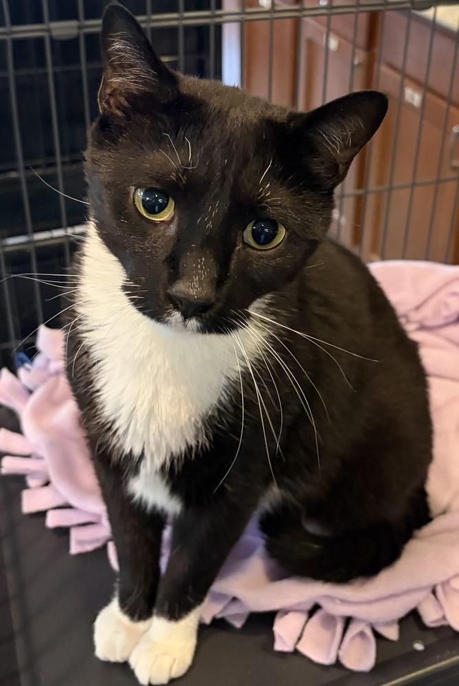 ZEUS, a Adoptable mixed breed in Southbury, CT image 2/6