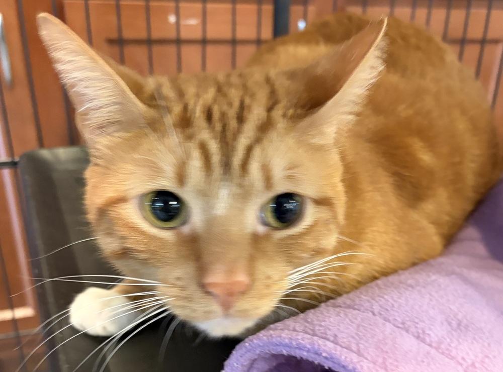 ZEUS, a Adoptable mixed breed in Southbury, CT image 6/6
